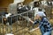 Farm girl taking care of calves herd in stall barn