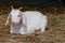 Farm goat resting after meal