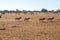 Farm goats in desert
