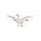 Farm goose standing with wide open wings. Bird with gray feathers, long neck, orange beak and legs. Flat vector icon