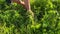 farm grandmother cuts fresh grass in the field