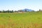 Farm and Grassland in Springtime