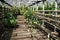 Farm greenhouse for growing lemons and other citrus fruits