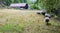 Farm with Grey Troender sheep grazing