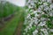 Farm for growing apple trees. Lush flowering branch with green leaves on garden blurred background