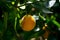 Farm grown orange on tree