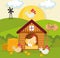 farm Henhouse and poultry