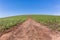 Farm Hillside Dirt Road Horizon