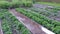 Farm homestead with garden beds landings onion, strawberry and berries bushes.