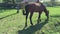 Farm horse grazing in a green field