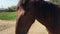 Farm horse grazing in a green field