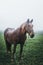 Farm horse portrait on a moody autumn day. Forest in the background.