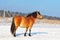 Farm horse in winter paddock