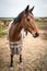 Farm Horses Blanketed Against the Chill