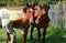 Farm Horses Grazing In the Field