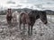 Farm horses on a muddy meadow