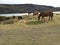 Farm horses in Patagonia prairies.