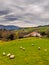 Farm house of the Basque Country with a flock of sheep on a cloudy day