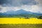 Farm house in field of canola