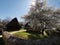 Farm house inner courtyard - spring tree bloomed