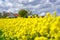 Farm house in the middle of farmland and fields, selective focuse