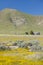 A farm house surrounded by spring yellow flowers, desert gold and various flowers in the Carrizo National Monument, Southern Calif