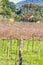 Farm house and vineyard in Gramado