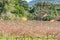 Farm house and vineyard in Gramado