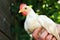 Farm. Image of angry chicken in woman`s hands