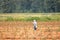 Farm Laborer and Berry Crop