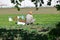 Farm Laborer in Field Picks Vegetables