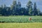 Farm Laborer Working in Cornfield