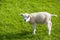Farm lamb on green grass