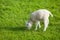 Farm lamb on green grass