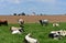 Farm in Lancaster County Pennsylvania with Longhorn Cows