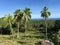 Farm land with palmtrees in the hills of Anda