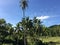 Farm land with palmtrees in the hills of Anda