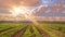 Farm land at sunset with vanishing point of view of crop rows in a agricultural field. Agriculture background and cloudy sky