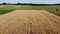 Farm land, top view. Fields of ripe barley and oats from a bird`s eye view.