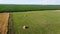 Farm land, top view. Fields of ripe barley and oats from a bird`s eye view.