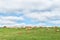 Farm landscape with cows on the P317-road