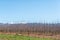 Farm landscape with espalier fruit trees