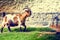 Farm landscape with grazing goat. Agriculture background