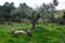 Farm landscape with olive tree and handmade wooden table and benches