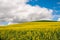 Farm landscape of yellow flowers in fields rape and canola seed and hills