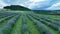 Farm lavender field drone aerial farming magic scenic sunset Lavandula angustifolia growing purple true English flower