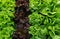 Farm leaf lettuce garden field background