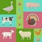 Farm life with animals banner vector illustration. Collection of cute pets. Domestic animals as cow, pig and goose