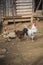 Farm life, chickens. hens, rooster