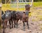 Farm livestock. Brown calfs in the barn on farm in countryside